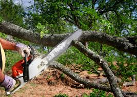 How Our Tree Care Process Works  in Capac, MI